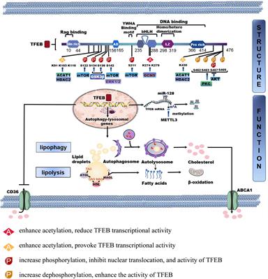 Frontiers | TFEB: A Emerging Regulator In Lipid Homeostasis For ...